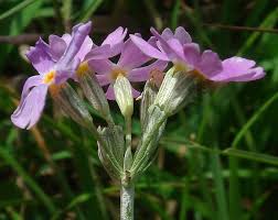 Attēlu rezultāti vaicājumam “Primula farinosa flower”