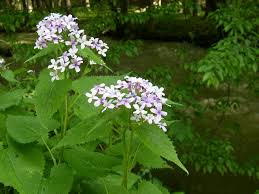 Attēlu rezultāti vaicājumam “Lunaria rediviva fruit”