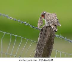 Attēlu rezultāti vaicājumam “Cuculus canorus juvenile”