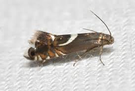 Attēlu rezultāti vaicājumam “Glyphipterigidae”