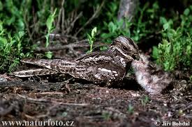 Attēlu rezultāti vaicājumam “Caprimulgus europaeus”