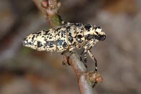 Attēlu rezultāti vaicājumam “Erannis defoliaria”