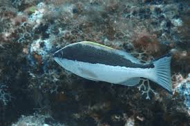 Image result for Mycteroperca interstitialis