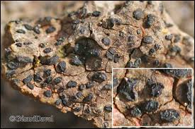 Attēlu rezultāti vaicājumam “Alyxoria varia”