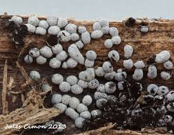 Attēlu rezultāti vaicājumam “Physarum bryocorticola sessile”