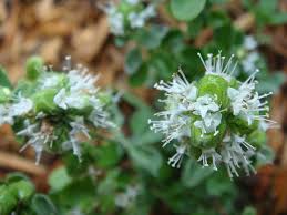 Attēlu rezultāti vaicājumam “Origanum majorana flower”
