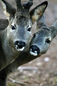 Attēlu rezultāti vaicājumam “Capreolus capreolus”