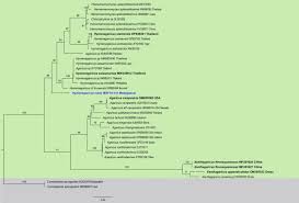 Attēlu rezultāti vaicājumam “Pistillaria sp.”