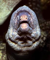 Image result for Muraena helena