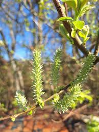 Attēlu rezultāti vaicājumam “Salix myrsinifolia female flower”