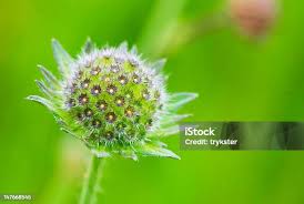 Attēlu rezultāti vaicājumam “Knautia arvensis bud”