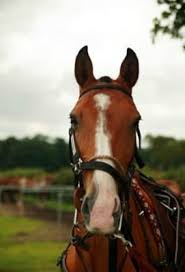 Image result for Woolmers Park Polo Club