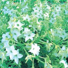 Image result for Nicotiana x sanderae `Perfume`F1
