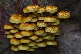 Attēlu rezultāti vaicājumam “Pholiota aurivella”