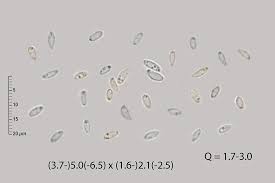 Attēlu rezultāti vaicājumam “Orbilia sp.”