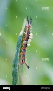 Attēlu rezultāti vaicājumam “Orgyia antiqua imago”