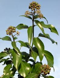Attēlu rezultāti vaicājumam “Hedera helix  flower”