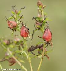 Attēlu rezultāti vaicājumam “Hypericum perforatum bud”