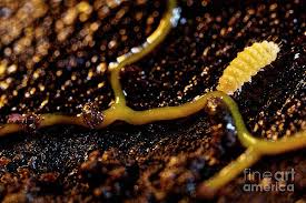 Attēlu rezultāti vaicājumam “Physarum penetrale macro”