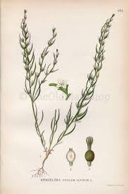 Attēlu rezultāti vaicājumam “Thesium alpinum flower”