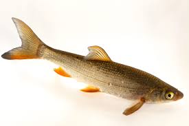 Image result for Chondrostoma nasus