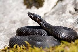 Attēlu rezultāti vaicājumam “Vipera berus”