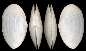 Attēlu rezultāti vaicājumam “Mya arenaria”