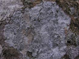 Attēlu rezultāti vaicājumam “Phaeographis dendritica”