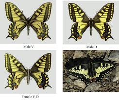 Attēlu rezultāti vaicājumam “Oeneis jutta underside”