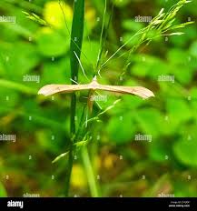 Attēlu rezultāti vaicājumam “Stenoptilia pterodactyla”