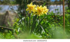 Attēlu rezultāti vaicājumam “Narcissus leaf”