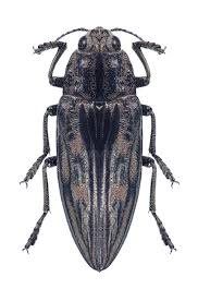 Attēlu rezultāti vaicājumam “Chalcophora mariana”