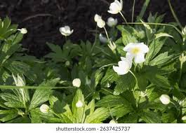 Attēlu rezultāti vaicājumam “Anemone sylvestris bud”