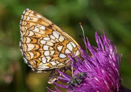 Attēlu rezultāti vaicājumam “Melitaea diamina upperside”
