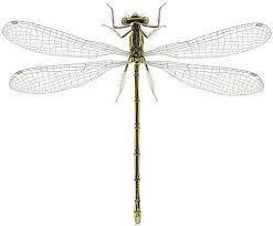 Attēlu rezultāti vaicājumam “Platycnemis pennipes female”