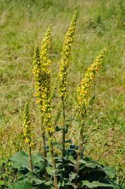 Attēlu rezultāti vaicājumam “Verbascum nigrum leaf”