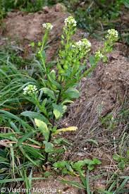 Attēlu rezultāti vaicājumam “Thlaspi arvense”