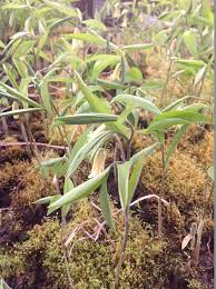 Attēlu rezultāti vaicājumam “Dianema nivale sessile”