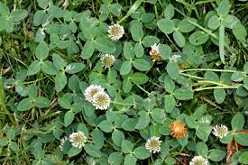 Attēlu rezultāti vaicājumam “Trifolium fragiferum leaf”