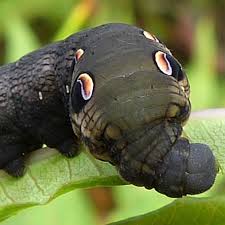 Attēlu rezultāti vaicājumam “Deilephila elpenor”