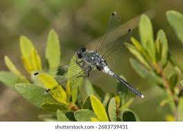 Attēlu rezultāti vaicājumam “Leucorrhinia caudalis male”