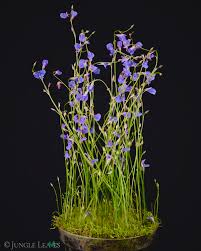 Image result for Utricularia