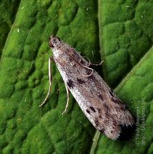 Attēlu rezultāti vaicājumam “Phycitodes binaevella”