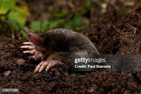 Attēlu rezultāti vaicājumam “Talpa europaea”