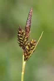 Attēlu rezultāti vaicājumam “Carex caryophyllea”