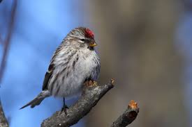 Attēlu rezultāti vaicājumam “Carduelis flammea female”
