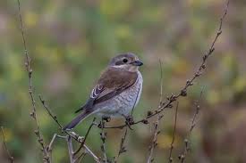 Attēlu rezultāti vaicājumam “Lanius collurio female”