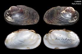 Attēlu rezultāti vaicājumam “Unio crassus”