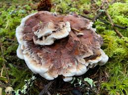 Attēlu rezultāti vaicājumam “Phaeolus schweinitzii”