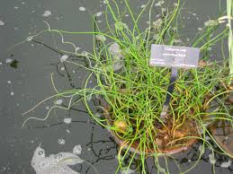 Attēlu rezultāti vaicājumam “Juncus filiformis”
